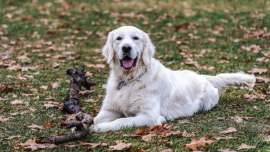 Top 100 Dog Names for Golden Retrievers