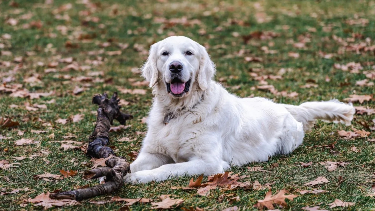 Top 100 Dog Names for Golden Retrievers