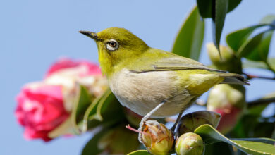 Bird