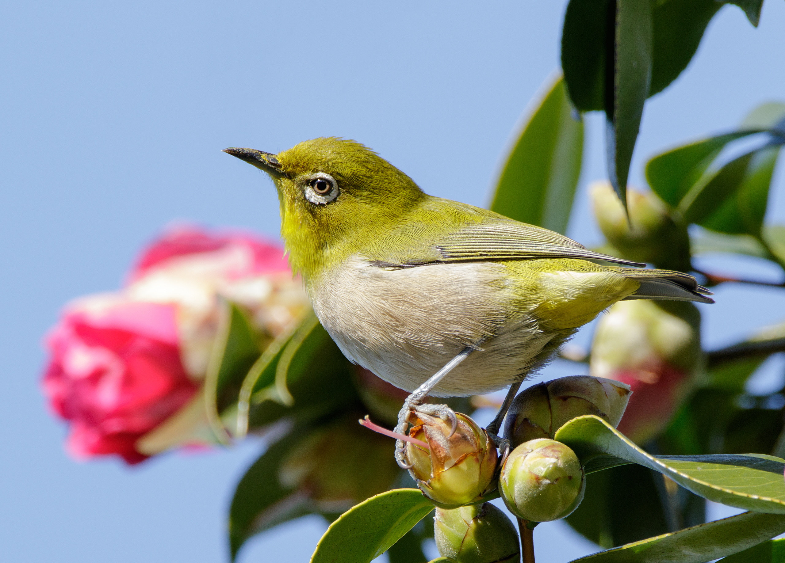 Bird