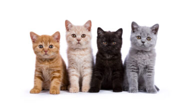 cats