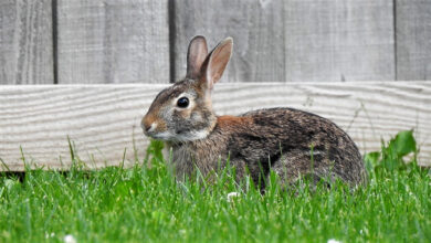rabbit
