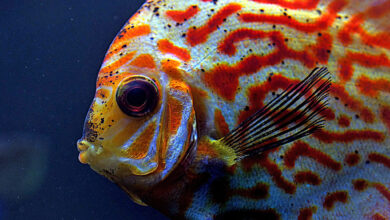 Discus Fish