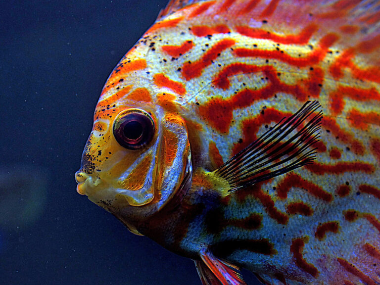 Discus Fish