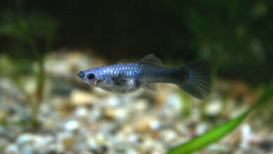 Guppies