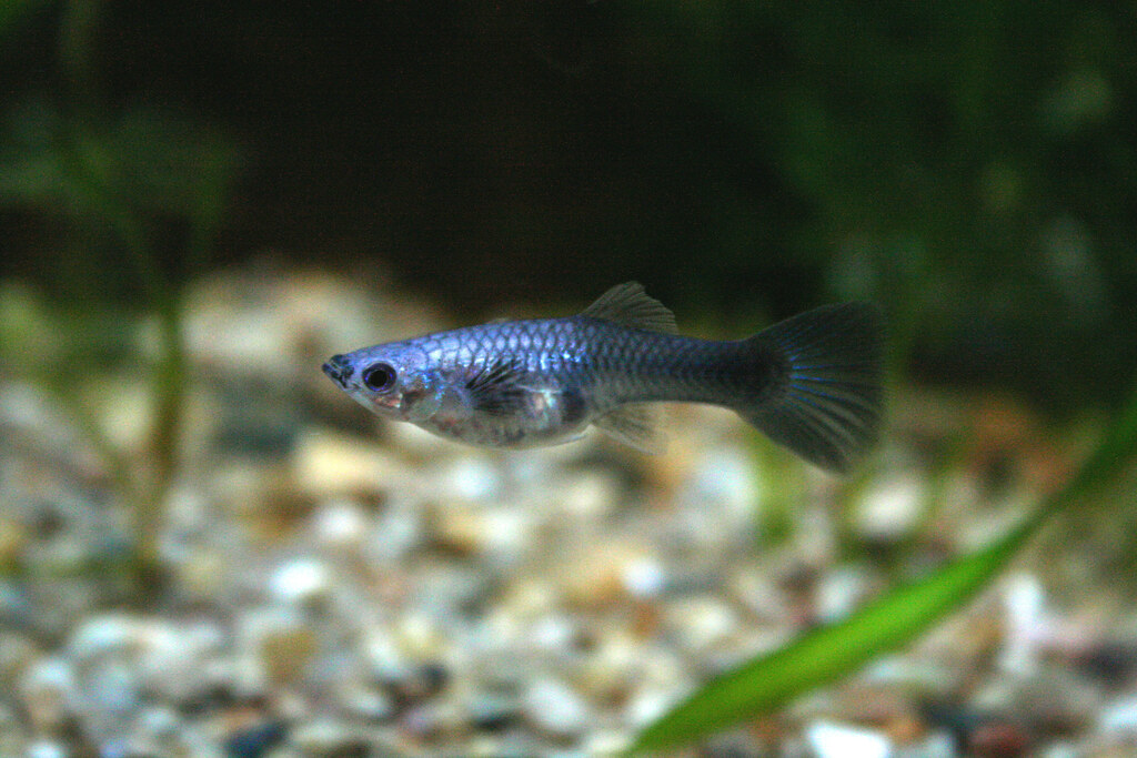 Guppies