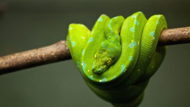 Python
