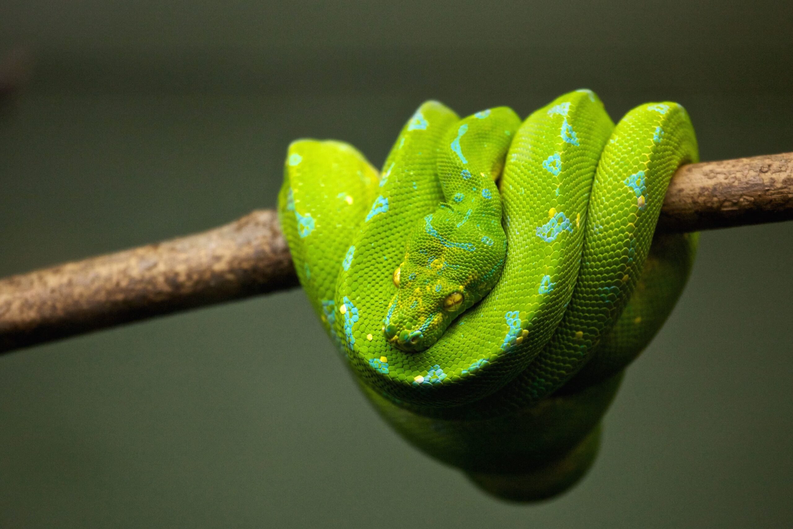 Python