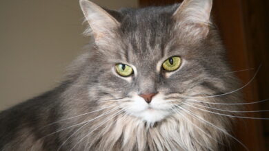 Maine Coon
