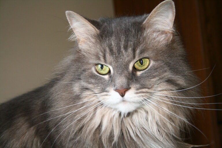 Maine Coon