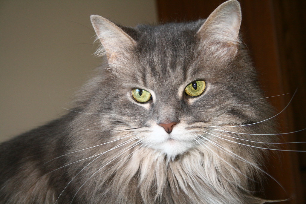 Maine Coon