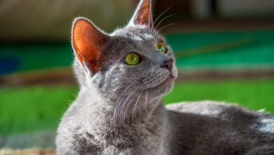 Russian Blue Cat