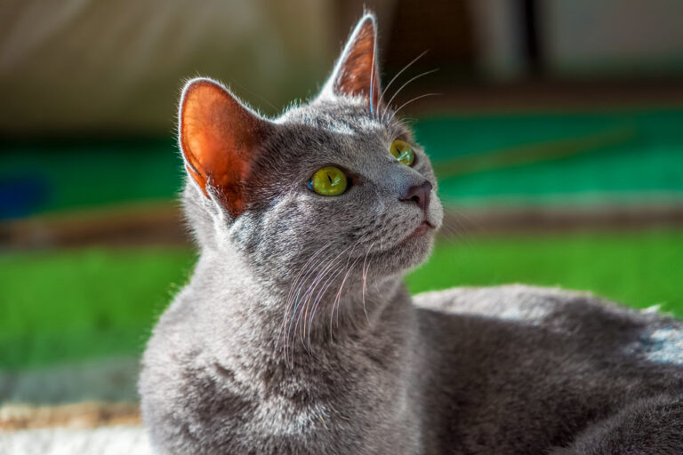 Russian Blue Cat