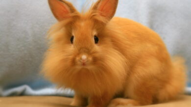 Lionhead Rabbit