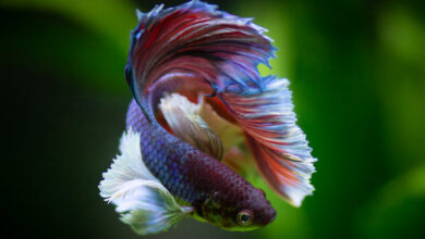 Betta Fish