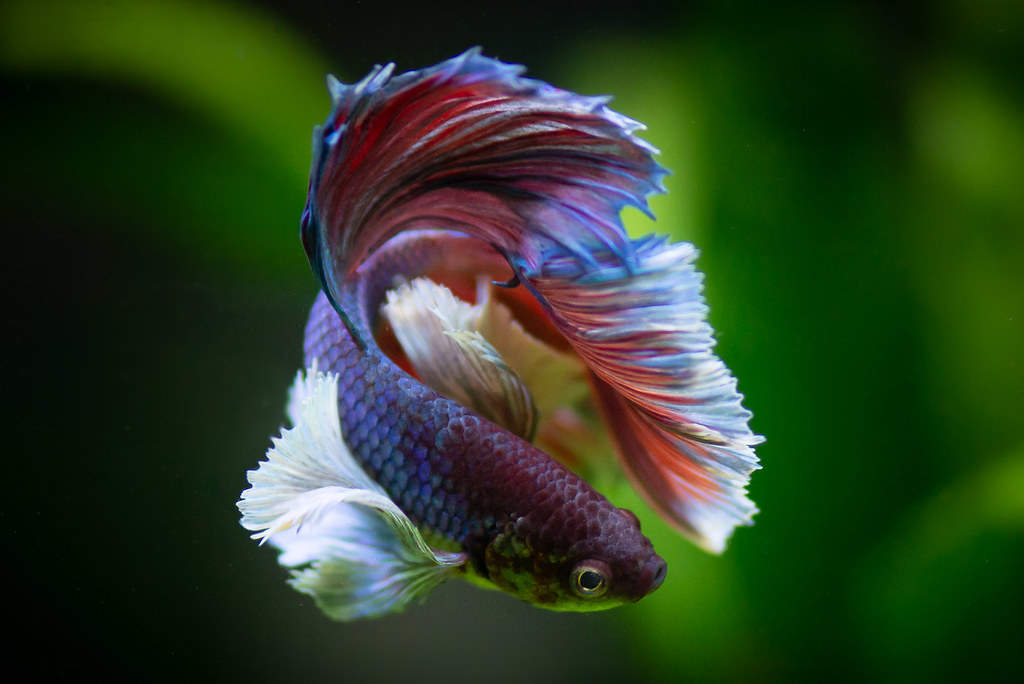Betta Fish