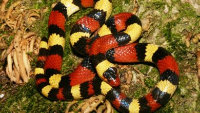 KingSnake