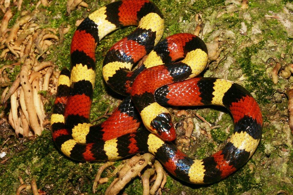 KingSnake