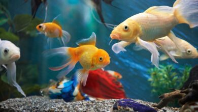 Fish
