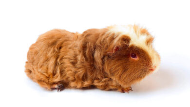 Texel Guinea Pig