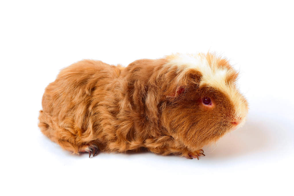Texel Guinea Pig