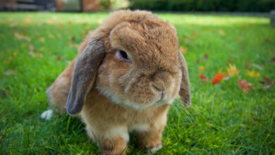 Holland lop rabbit