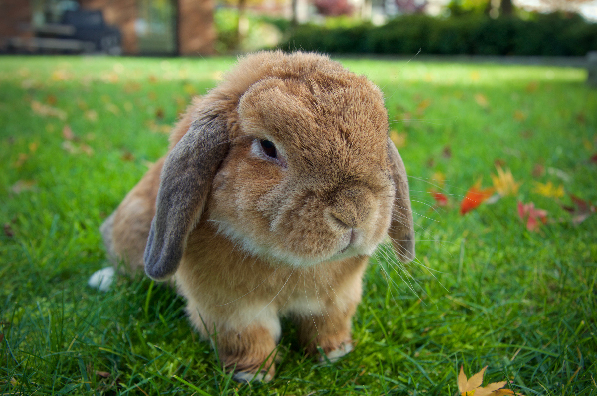 Holland lop rabbit