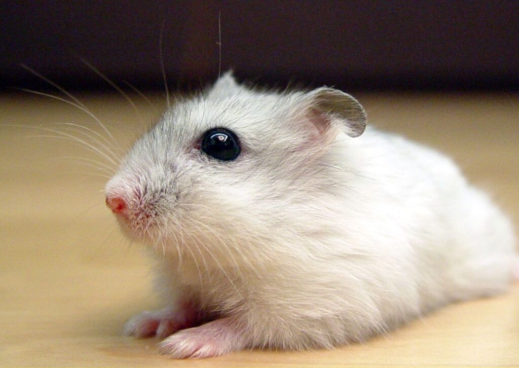 Chinese Hamster