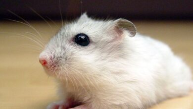 Chinese Hamster