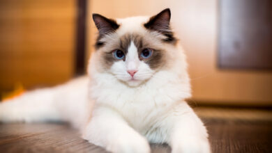 Ragdoll Cat