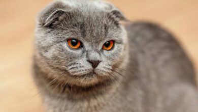 Scottish Fold