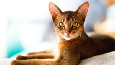 Abyssinian Cat