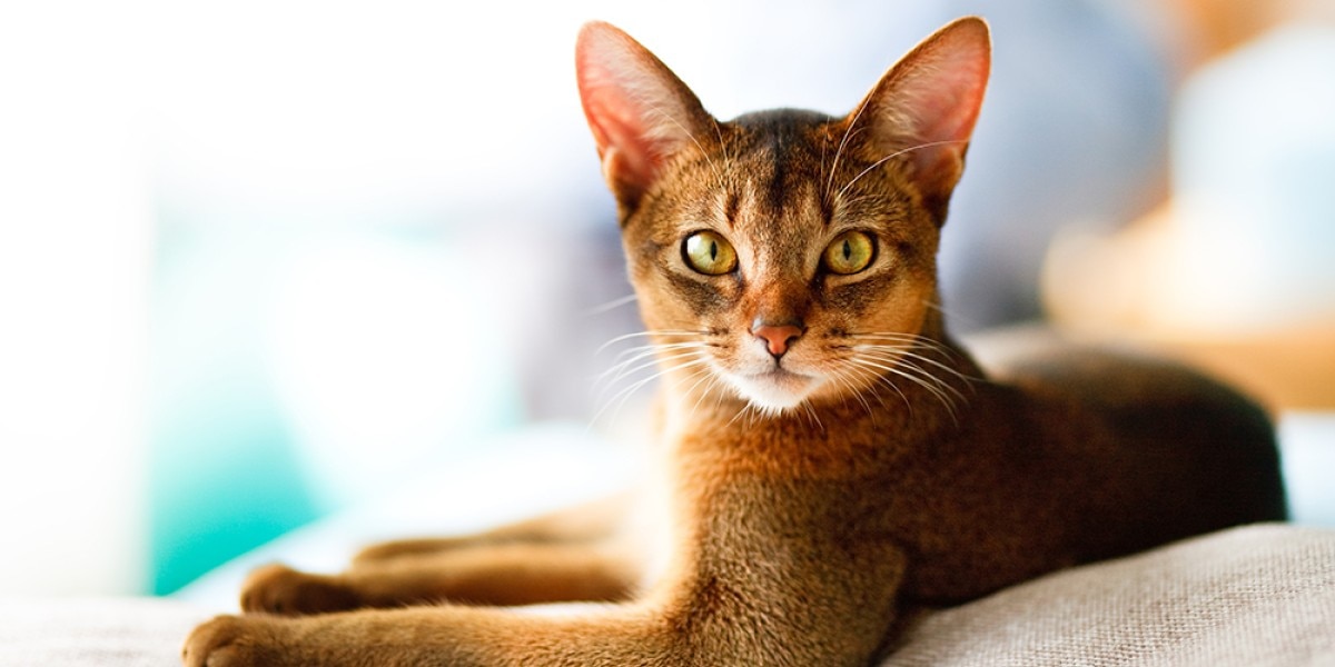 Abyssinian Cat