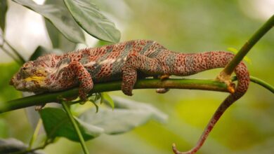 Chameleon