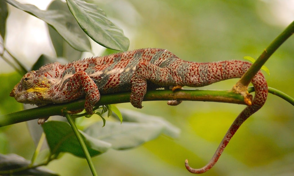 Chameleon