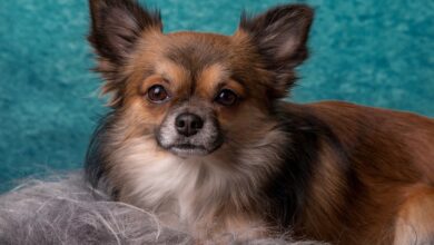 Chihuahua