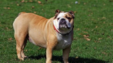 Bulldog