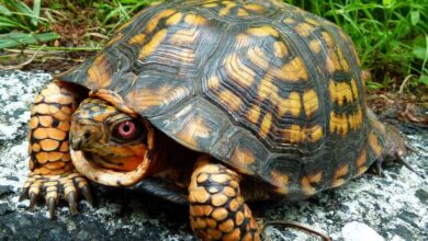 Box Turtle