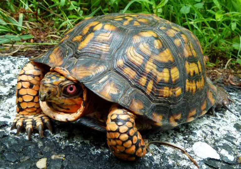 Box Turtle