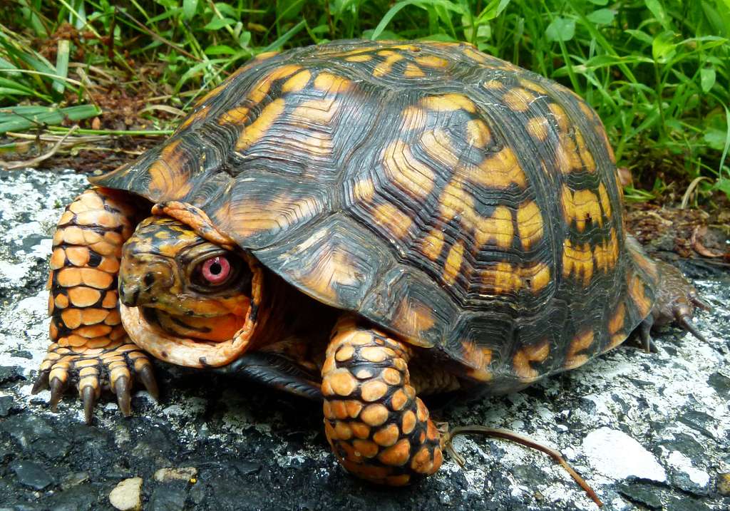 Box Turtle