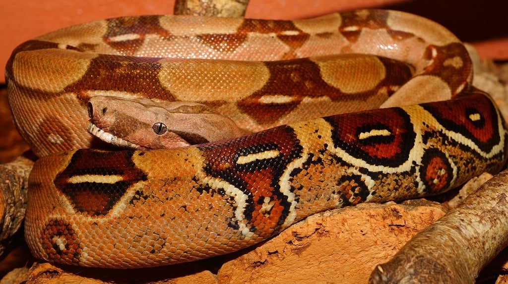 Boa