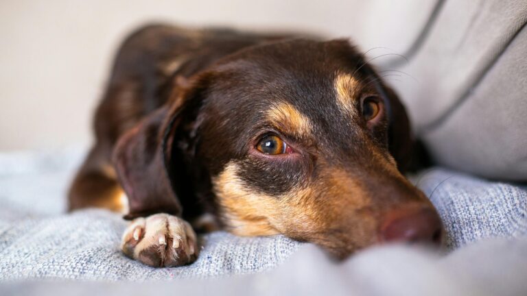 dog
