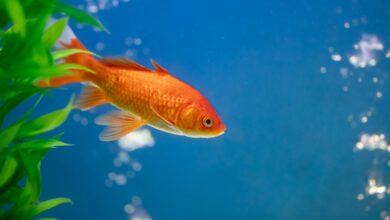 goldfish