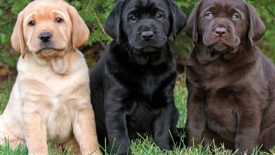 Labrador Retriever
