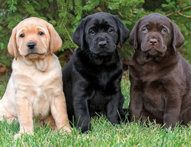 Labrador Retriever