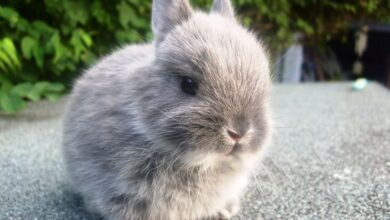 Netherland Dwarf Rabbit