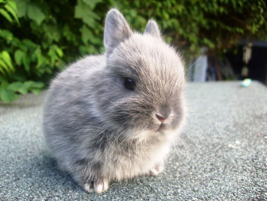 Netherland Dwarf Rabbit