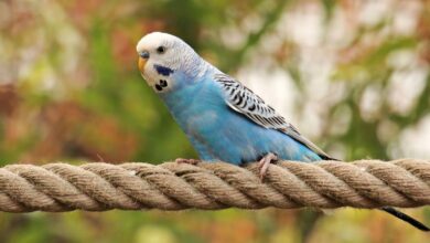Parakeet
