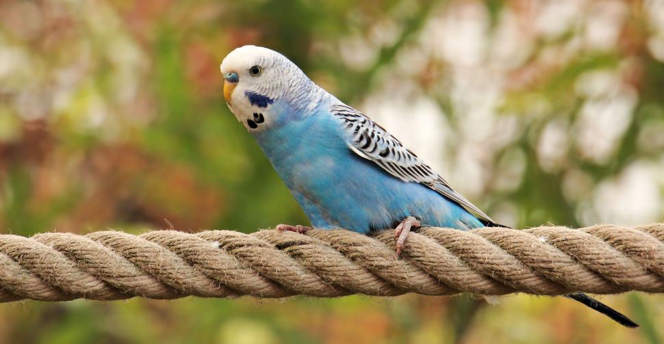 Parakeet