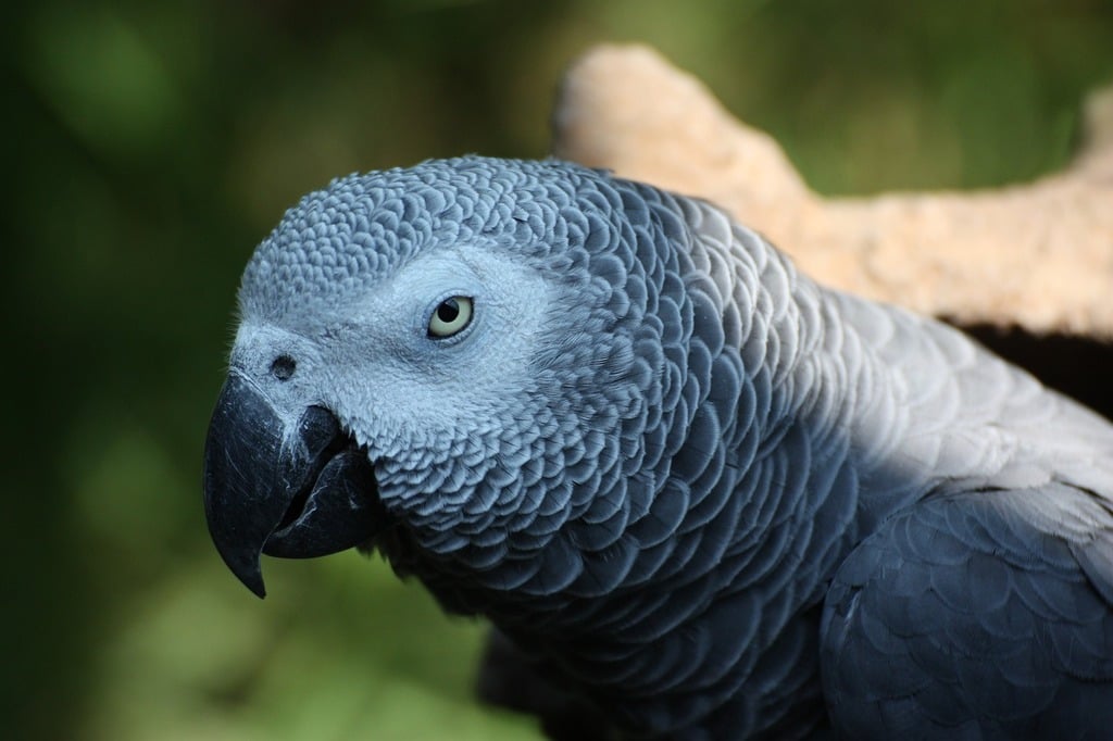 African Grey Parrot